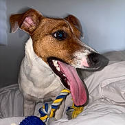 Voxie participe au concours pour gagner de l'argent avec cette photo : dog, tongue, rope_toy, white_blanket, brown_coat, pet, indoor, playful, canine, closeup, animal, cute, happy, fur, teeth, ears, bed, resting, toy, paw