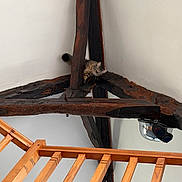 Mimi a rejoint le concours — aidez-le/la à gagner de superbes lots ! cat, tabby_cat, wooden_beam, ceiling, railing, indoor, curious, perch, goggles, light_bulb, white_wall, wood, furniture, pet, animal, resting, loft, architecture, beam, house