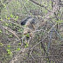 Carter is registered to the contest to win money with this photo: animal, bark, branches, camouflage, cat, climbing, curious, daylight, feline, forest, greenery, leaves, mammal, nature, outdoor, spring, tabby, tree, wildlife, young_leaves