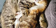 Carter joined the competition — help win amazing prizes! animal, cat, companionship, cozy, cuddle, cute, domestic_animal, ears, feline, fur, gray_couch, indoor, kitten, pets, relaxation, resting, sleepy, snuggle, tabby_cat, whiskers