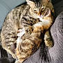animal, cat, companionship, cozy, cuddle, cute, domestic_animal, ears, feline, fur, gray_couch, indoor, kitten, pets, relaxation, resting, sleepy, snuggle, tabby_cat, whiskers
