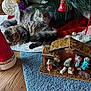 animal, blue_rug, cat, cats, christmas_ornaments, christmas_tree, cozy, decorations, festive, fur, holiday, holiday_decor, indoor, nativity_scene, pet, relaxation, resting, sleeping, tree_skirt, wooden_floor