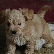Teddy joined the competition — help win amazing prizes! puppy, dog, fluffy, small_dog, cream_colored, tan, fur, black_nose, dark_eyes, tail, paws, carpet, indoor, home, blanket, couch, portrait, pet, cute, photograph