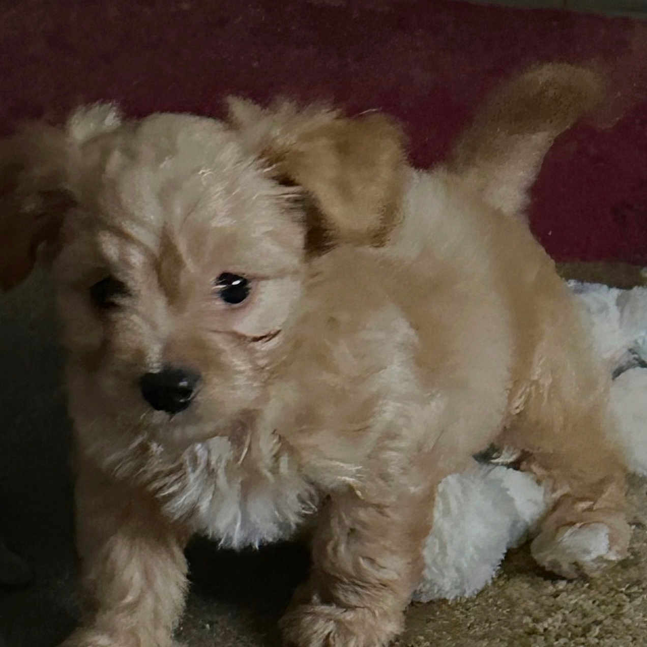 Teddy
