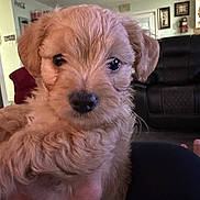 Opie joined the competition — help win amazing prizes! puppy, dog, pet, animal, cute, fluffy, indoor, living_room, hand, black_couch, fur, portrait, young_dog, canine, domestic_animal, close_up, face, ears, eyes, nose