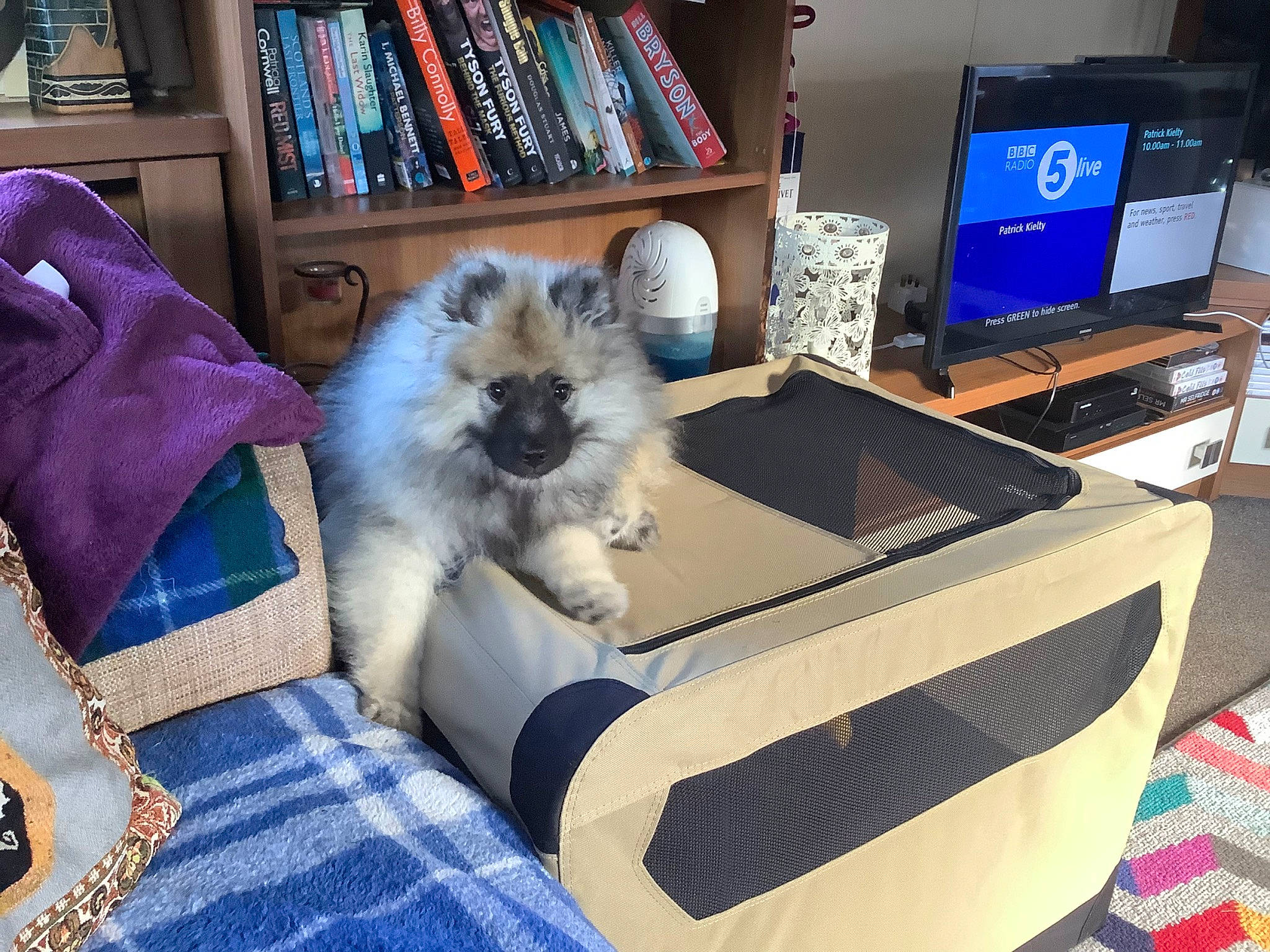 Skyla Moon is registered to the contest to win money with this photo: bookcase, carnivore, comfort, companion_dog, computer, computer_desk, computer_keyboard, computer_monitor, couch, dog, dog_breed, dog_supply, felidae, output_device, peripheral, personal_computer, publication, small_to_medium_sized_cats, television_set, toy_dog