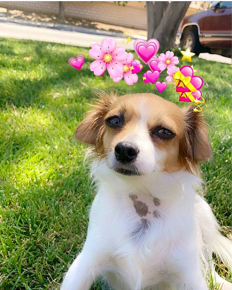 Sugar joined the competition — help win amazing prizes! canidae, carnivore, cavachon, companion_dog, dog, dog_breed, fawn, flower, kooikerhondje, kromfohrlander, mammal, phalene, plant, puppy, rare_breed_dog, snout, sporting_group, vertebrate