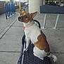 animal, bench, brown_and_white, canine, collar, concrete, curious, daylight, dog, leash, metal_bench, outdoor, parking_lot, pet, quiet, seated, side_view, small_dog, urban, watching
