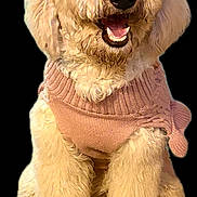 Love joined the competition — help win amazing prizes! dog, fluffy, curly_hair, pink_sweater, pet, happy, smiling, sitting, cute, animal, mammal, domestic_animal, fur, canine, portrait, friendly, indoors, cozy, warm_clothing, adorable