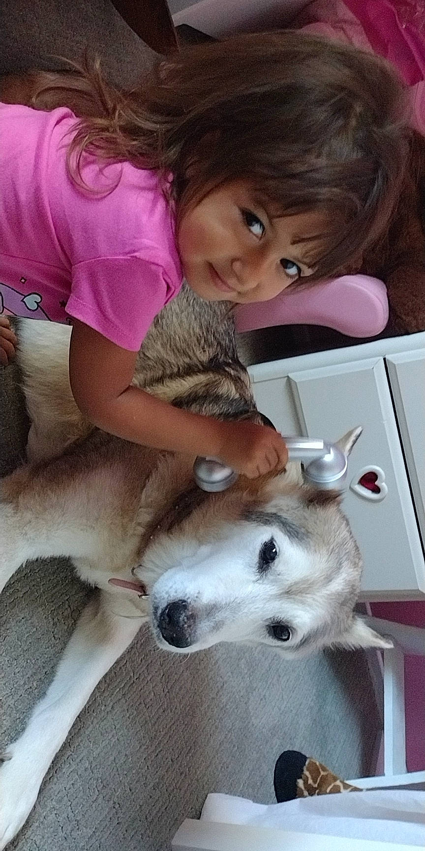 Ava Mae is registered to the contest to win money with this photo: borzoi, canidae, carnivore, child, companion_dog, dog, dog_breed, fawn, fur, lap, non_sporting_group, paw, person, saluki, sitting, sporting_group, table, tableware, toddler, whiskers