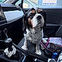 Cookie a rejoint le concours — aidez-le/la à gagner de superbes lots ! dog, cavalier_king_charles_spaniel, car_interior, passenger_seat, gearshift, scrunchie, bag, window, seat_cover, pet, animal, companion, waiting, curious, black_white_brown, fur, collar, daylight, indoor, closeup