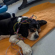 Cookie participe au concours pour gagner de l'argent avec cette photo : dog, sleeping, orange_blanket, wires, headgear, indoor, paw, black_fur, white_fur, brown_fur, floor, technology, experiment, animal, pet, resting, relaxed, cords, equipment, cute