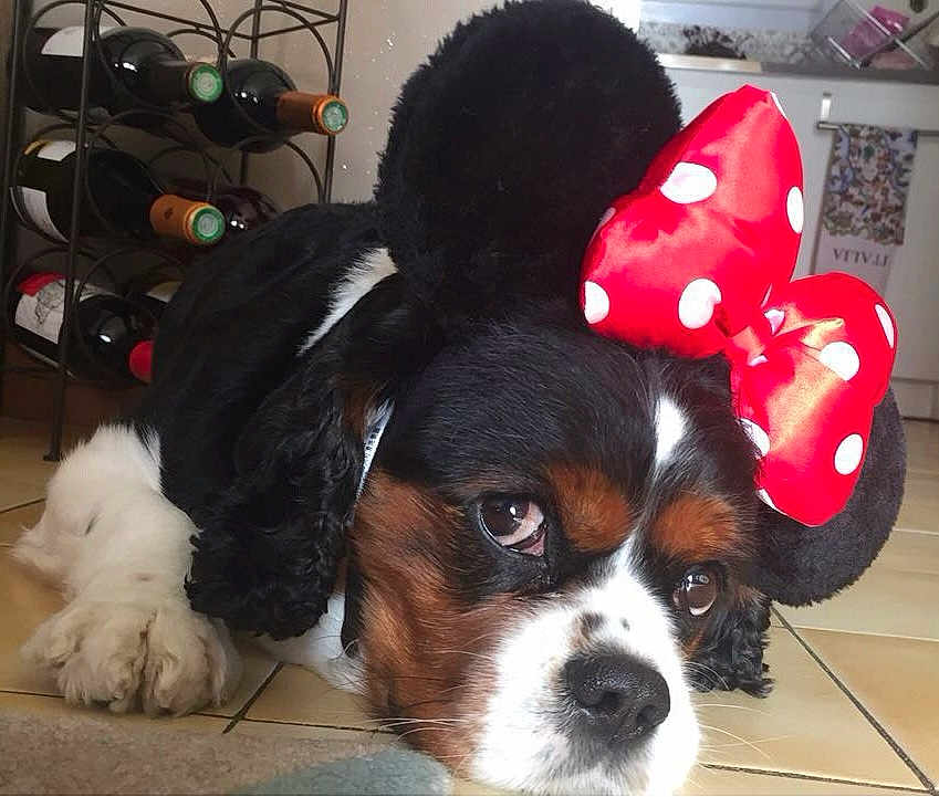 Cookie a rejoint le concours — aidez-le/la à gagner de superbes lots ! dog, costume, mouse_ears, red_bow, polka_dot, tile_floor, wine_rack, wine_bottles, kitchen, brown_black_white_fur, pet, lying_down, close_up, indoors, animal, cute, expression, ears, floor, resting