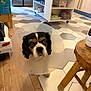 Cookie participe au concours pour gagner de l'argent avec cette photo : dog, cavalier_king_charles_spaniel, cone, protective_collar, pet, indoor, floor, hexagonal_tiles, wood_floor, kitchen, cabinet, stool, toy_car, shelf, looking_up, animal, domestic_animal, close_up, cute, companion