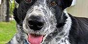Dillon is registered to the contest to win money with this photo: animal, black_and_white, brown_eyes, canine, close_up, collar, dog, ears, face, grass, happy, leash, nature, outdoor, pet, resting, speckled, tongue_out, tree, wooden_surface