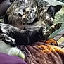 Dillon joined the competition — help win amazing prizes! animal, belly, blanket, comfortable, couch, cozy, cute, dog, fur, furniture, home, indoor, nap, paw, pet, pillow, relaxed, resting, sleeping, spotted