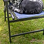 Dillon is registered to the contest to win money with this photo: animal, black_and_white, blue, canine, collar, daylight, dog, grass, lawn_chair, leisure, metal_frame, nature, outdoor, paw, pet, relaxed, resting, seat, speckled, summer
