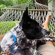 Dillon is registered to the contest to win money with this photo: backyard, canine, daytime, dog, fence, grass, greenery, hammock, house, leash, legs, nature, outdoor, person, pet, relaxing, resting, shorts, summer, tree
