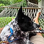 backyard, canine, daytime, dog, fence, grass, greenery, hammock, house, leash, legs, nature, outdoor, person, pet, relaxing, resting, shorts, summer, tree