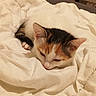 kitten, calico, cat, sleeping, blanket, white, fur, cute, pet, indoor, cozy, resting, young_animal, animal, domestic, feline, small, soft, bedroom, litter_box