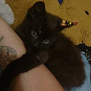 Oréo participe au concours pour gagner de l'argent avec cette photo : black_kitten, kitten, cat, pet, animal, cute, arm, tattoo, pillow, blanket, bed, indoor, cozy, soft, resting, fur, whiskers, clinging, cute_eyes, teddy_bear_emoji