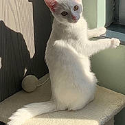 Ava participe au concours pour gagner de l'argent avec cette photo : animal, cat, cozy, curious, ears, feline, furniture, home, indoor, looking_out, perched, pet, resting, shadow, soft_texture, sunlight, tail, whiskers, white_cat, window