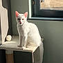 Ava a rejoint le concours — aidez-le/la à gagner de superbes lots ! animal, bright, cat, cat_tree, cute, domestic, ears, feline, fur, home, indoor, pet, playful, resting, sitting, sunlight, tail, toy, white_cat, window