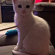 Ava participe au concours pour gagner de l'argent avec cette photo : kitten, white_cat, pet, cute, indoor, couch, toy, furniture, curious, small_animal, feline, young_cat, cozy, domestic, sitting, whiskers, tail, fur, ears, eyes