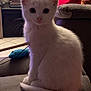 kitten, white_cat, pet, cute, indoor, couch, toy, furniture, curious, small_animal, feline, young_cat, cozy, domestic, sitting, whiskers, tail, fur, ears, eyes