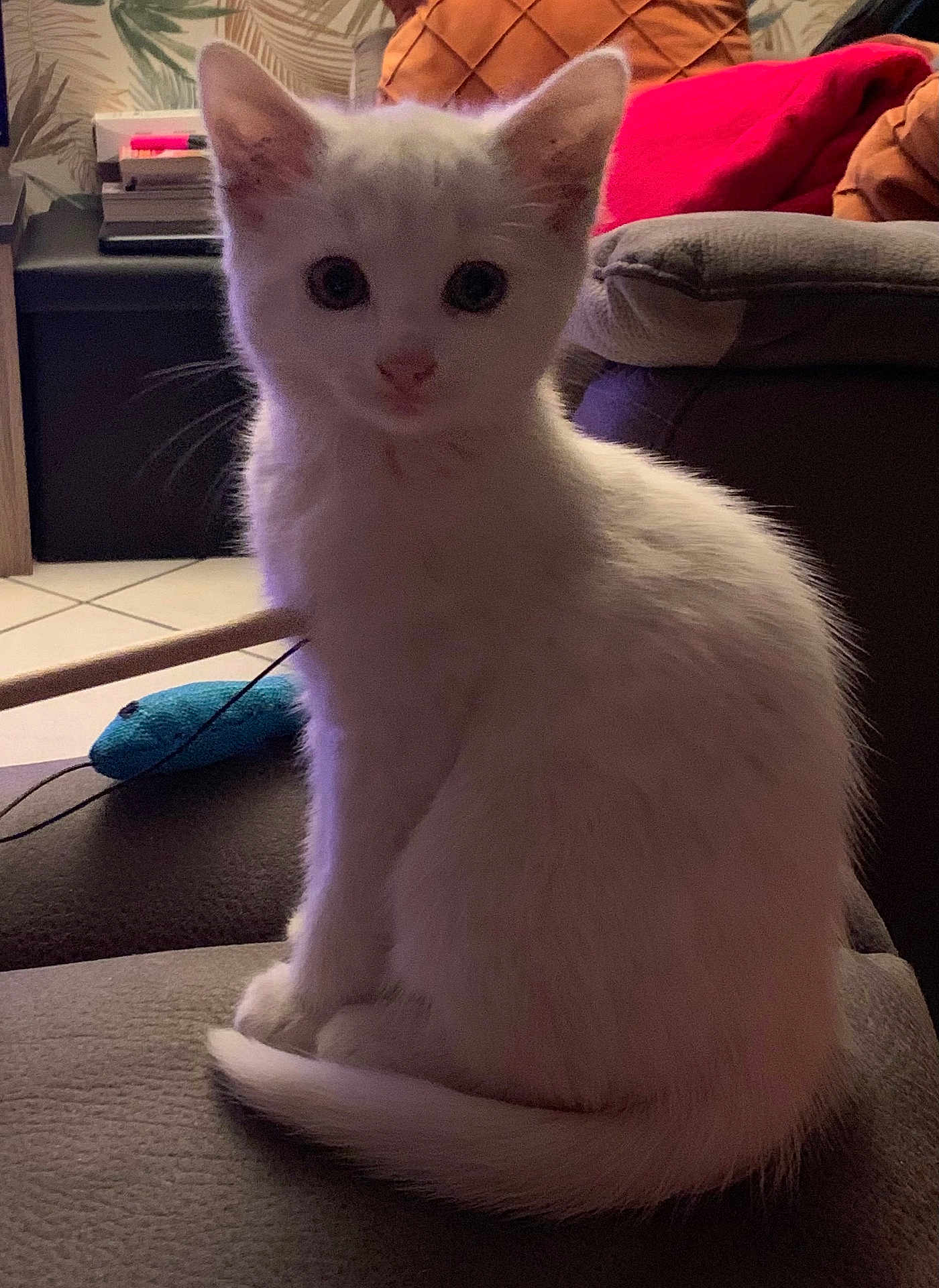 Ava