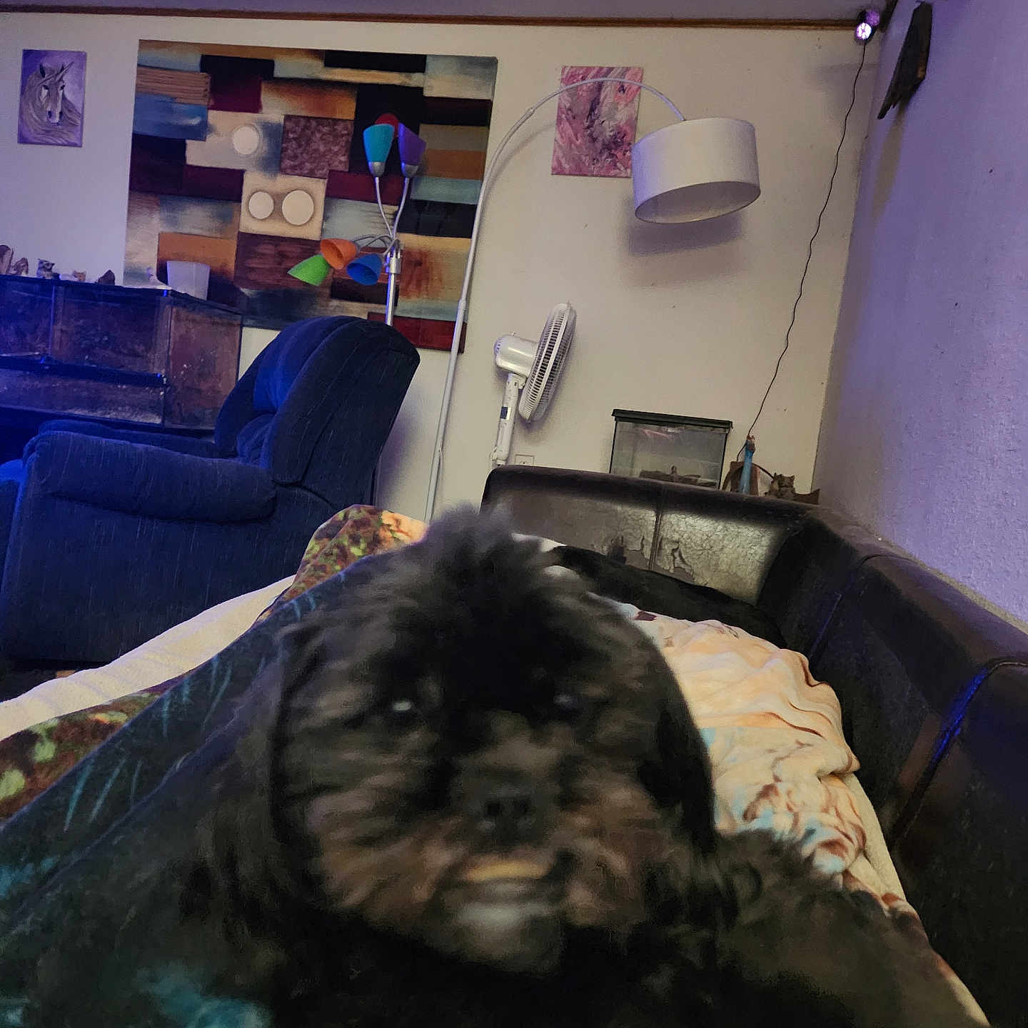 Chewy is registered to the contest to win money with this photo: animal, architecture, art, bed, bedroom, building, canine, couch, cushion, dog, furniture, homedecor, indoors, interiordesign, livingroom, painting, person, pet, room, shelf