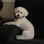 dog, white_dog, pet, couch, indoor, furniture, collar, curly_fur, looking_back, relaxed, animal, companion, cozy, home, paw, seated, fur, domestic_animal, cute, resting
