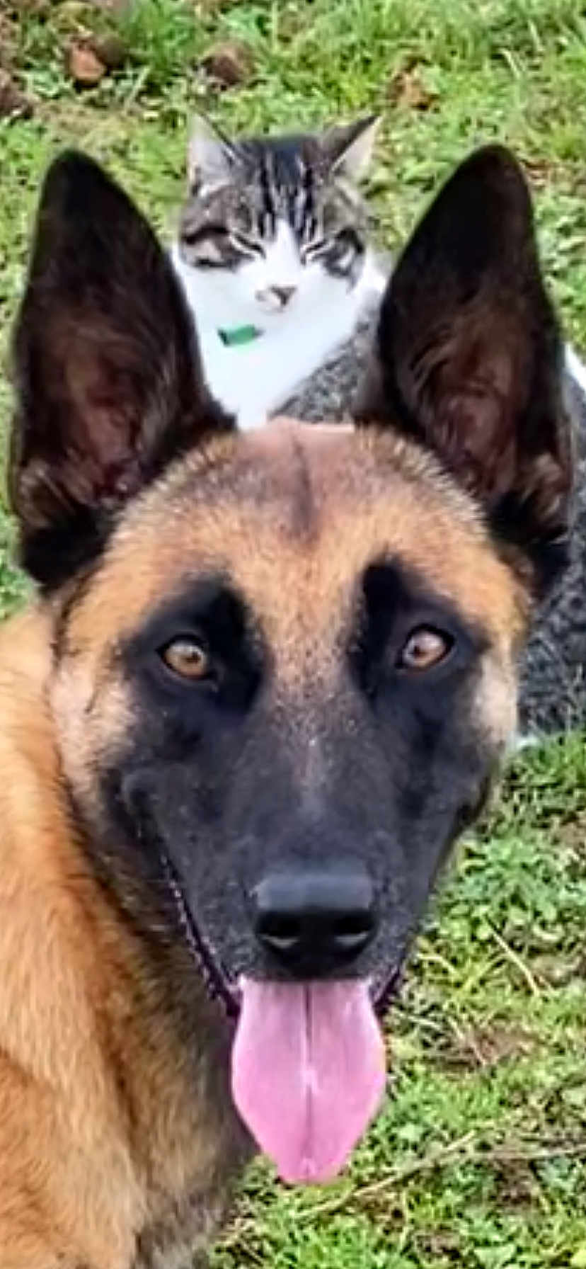 Tweedy a rejoint le concours — aidez-le/la à gagner de superbes lots ! animal, bodypart, canine, cat, dog, germanshepherd, mouth, person, pet, policedog, snout, tongue