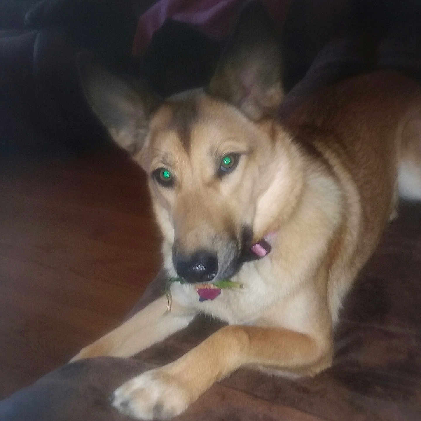 Sadie