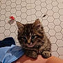 Tiger is registered to the contest to win money with this photo: kitten, cat, tabby, furry, pet, animal, cute, small, young, arm, person, indoor, tile_wall, butterfly_sticker, pattern, resting, paw, fur, curious, closeup