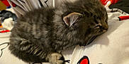 Tiger is registered to the contest to win money with this photo: kitten, cat, sleeping, fluffy, gray, tabby, paw, indoor, closeup, nap, cute, fur, animal, pet, resting, soft, cozy, small, young, comfort