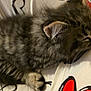 animal, cat, closeup, comfort, cozy, cute, fluffy, fur, gray, indoor, kitten, nap, paw, pet, resting, sleeping, small, soft, tabby, young