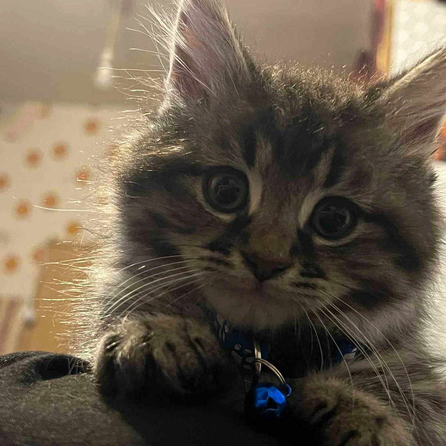 Tiger is registered to the contest to win money with this photo: animal, background, blue_bell, cat, close_up, collar, curious, cute, face, feline, fluffy, home, indoor, kitten, paw, pet, soft_light, tabby, whiskers, young_cat