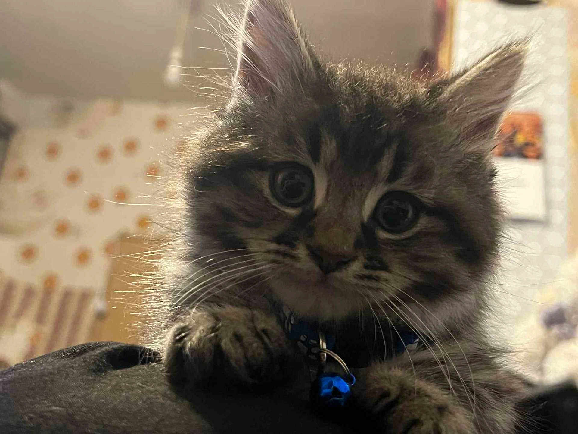 Tiger is registered to the contest to win money with this photo: kitten, cat, close_up, fluffy, whiskers, collar, blue_bell, curious, indoor, pet, young_cat, feline, cute, animal, paw, face, tabby, soft_light, background, home
