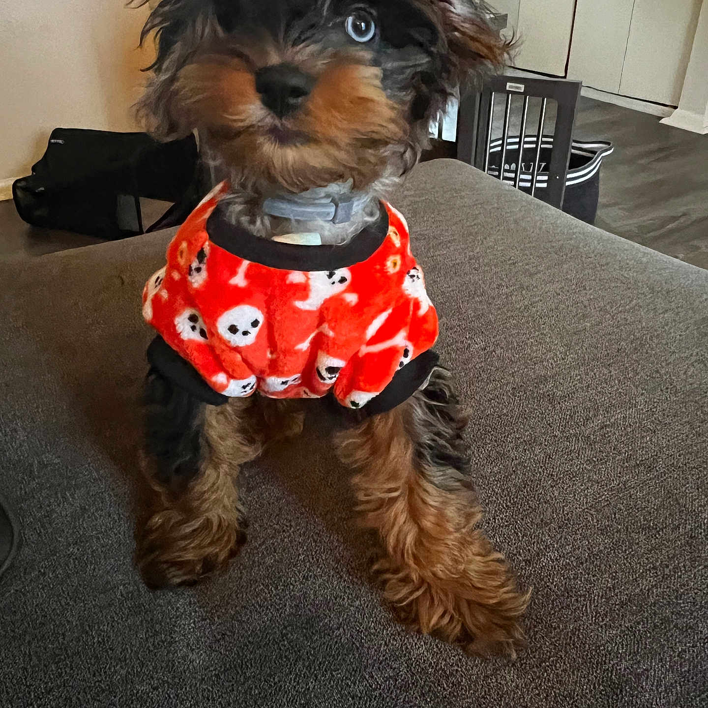 Sara Jane joined the competition — help win amazing prizes! accessories, affenpinscher, airedale, animal, bag, ball, canine, clothing, couch, dog, football, furniture, handbag, pet, poodle, puppy, soccer, soccerball, terrier, vest