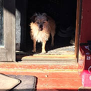 Sherlock is registered to the contest to win money with this photo: animal, carpet, chew_stick, dog, door_frame, doorway, floor, fur, guard, home, indoor, light, mat, pet, scruffy, shadow, shadow_play, sunlight, toy, wooden_floor