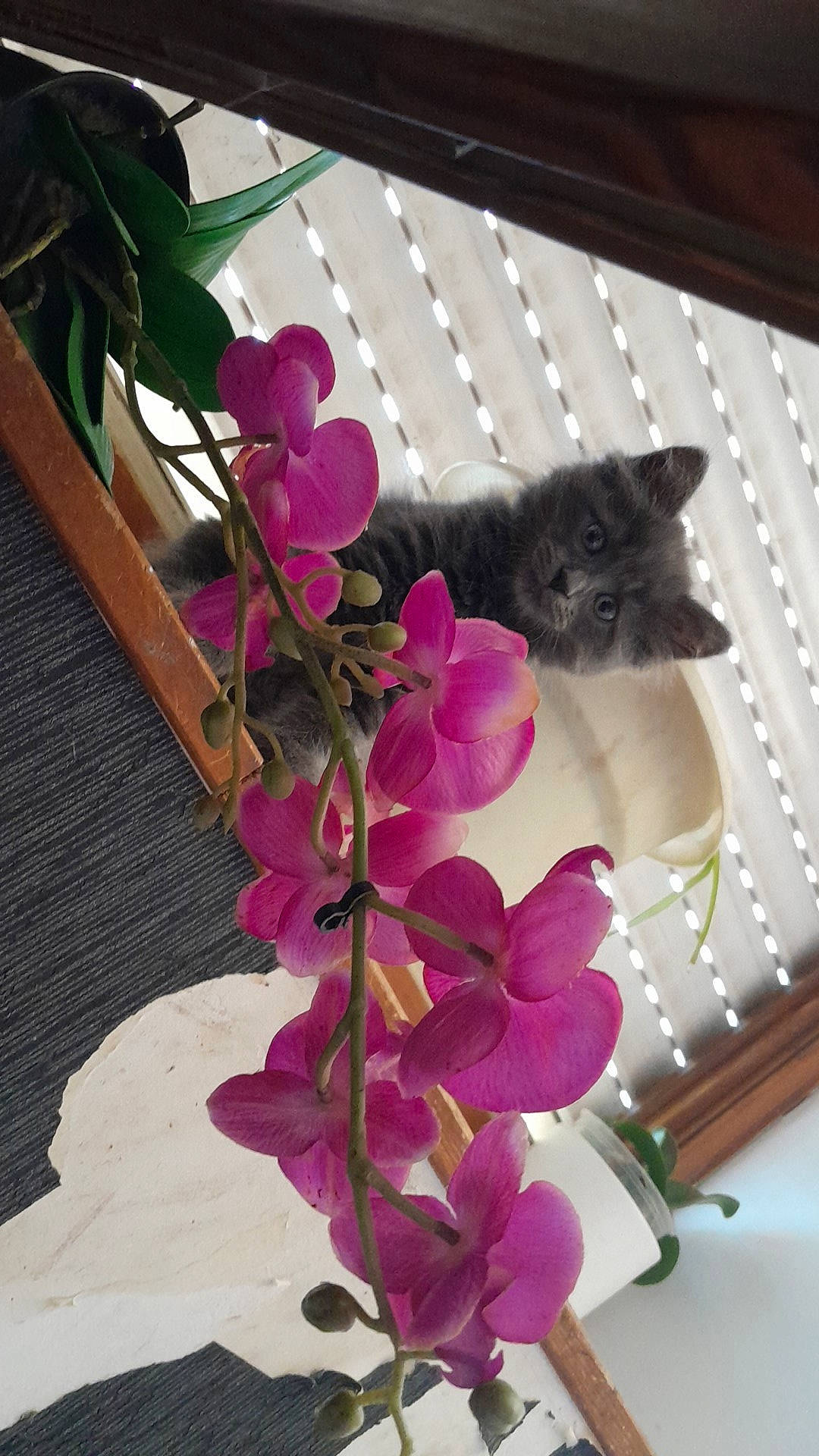 Manouche a rejoint le concours — aidez-le/la à gagner de superbes lots ! annual_plant, carnivore, cat, cut_flowers, felidae, flower, flower_arranging, flowering_plant, herbaceous_plant, magenta, petal, pink, plant, purple, small_to_medium_sized_cats, tail, tree, twig, violet, whiskers