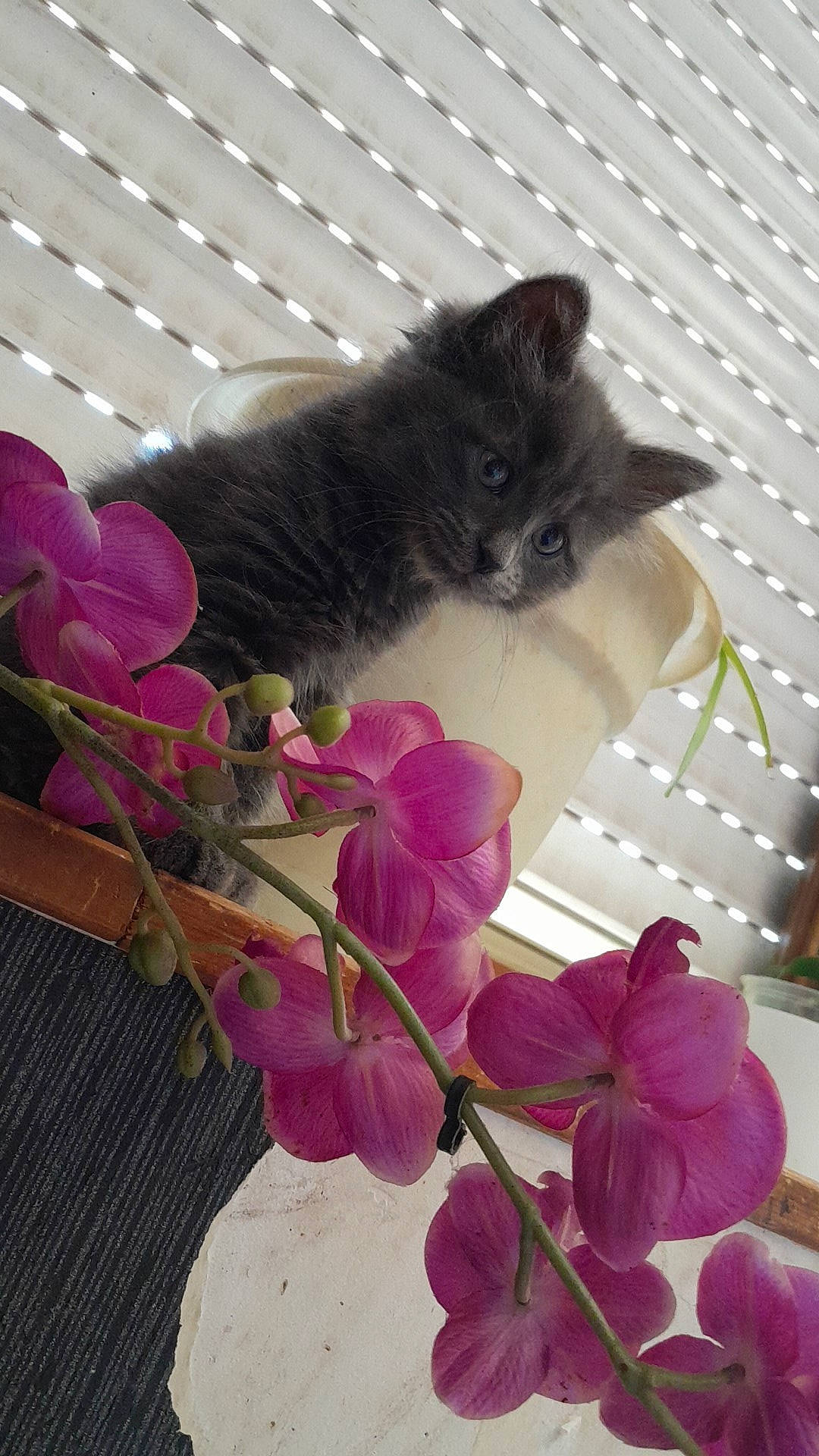 Manouche a rejoint le concours — aidez-le/la à gagner de superbes lots ! carnivore, cat, creative_arts, felidae, flower, flowering_plant, flowerpot, fur, herbaceous_plant, magenta, petal, pink, plant, purple, small_to_medium_sized_cats, tail, tree, twig, whiskers, white