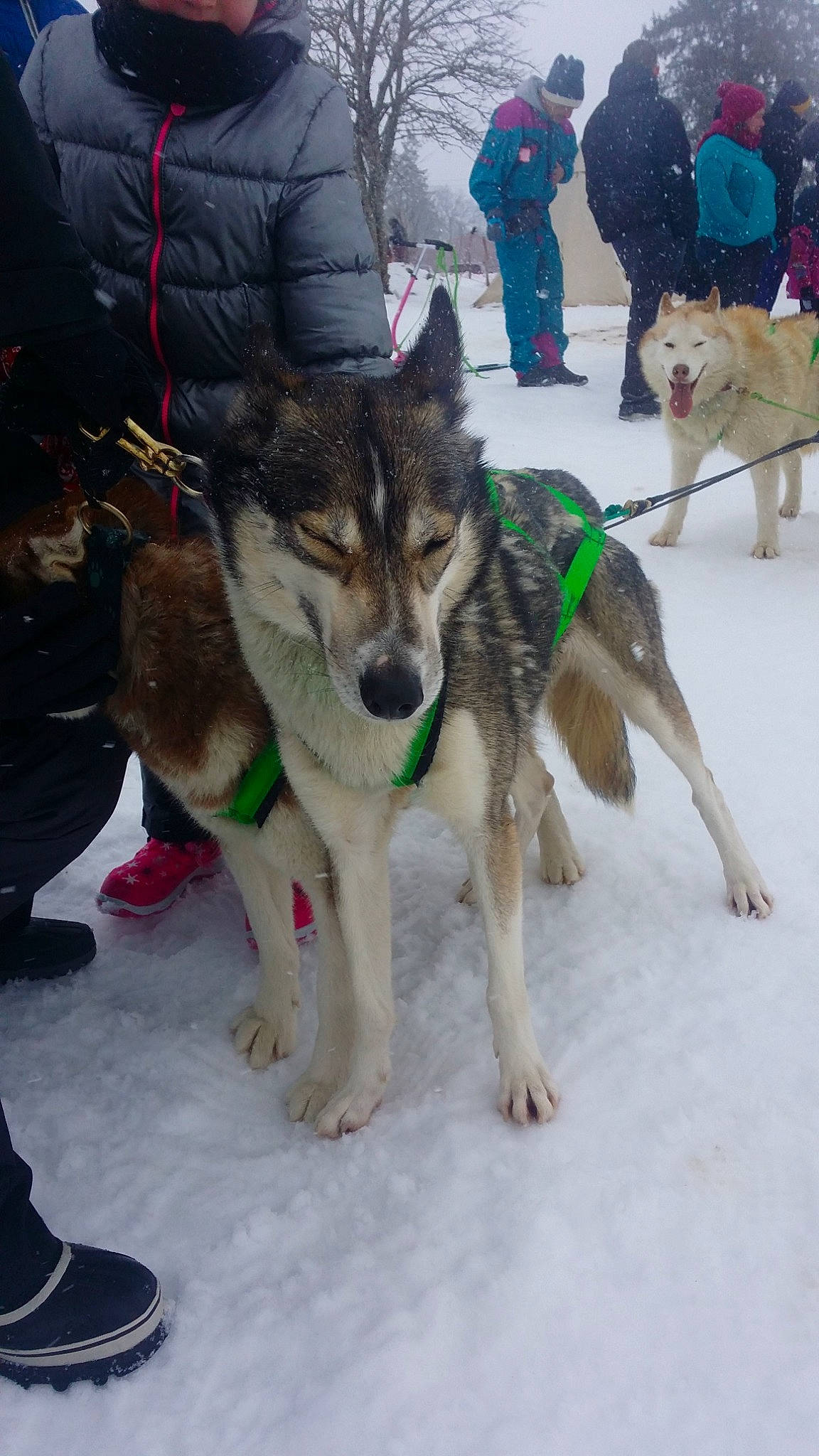 Orqua participe au concours pour gagner de l'argent avec cette photo : alaskan_malamute, canadian_eskimo_dog, canidae, carnivore, czechoslovakian_wolfdog, dog, dog_breed, greenland_dog, jamthund, mammal, native_american_indian_dog, northern_inuit_dog, person, saarloos_wolfdog, sakhalin_husky, seppala_siberian_sleddog, siberian_husky, sled_dog, tamaskan_dog, vertebrate