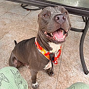 Larry is registered to the contest to win money with this photo: dog, canine, pet, smiling, bandana, orange, gray, floor, tile, glass_table, table_leg, outdoor, happy, tongue_out, paw, collar, sitting, human_leg, pajamas, cartoon_print