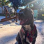 dog, bandana, outdoor, sunlight, patio, leaf, tree, chair, smiling, tongue_out, shadow, leash, collar, happy, pet, animal, nature, daylight, garden, relaxing