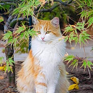 Kasey joined the competition — help win amazing prizes! animal, calm, cat, cute, feline, fluffy, fur, garden, greenery, leaves, nature, orange_cat, outdoor, pet, plant, serene, sitting, tree, whiskers, white_cat