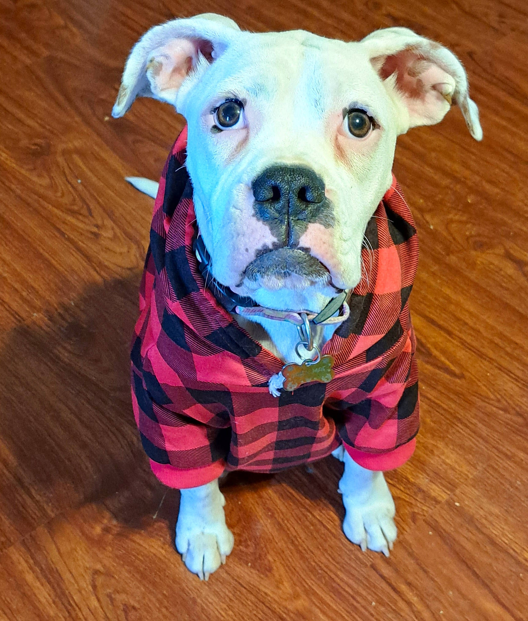 Daisy is registered to the contest to win money with this photo: carnivore, collar, companion_dog, dog, dog_breed, dog_supply, fawn, flooring, hardwood, pattern, pet_supply, plank, snout, sporting_group, terrestrial_animal, varnish, wood, wood_flooring, wood_stain, working_animal