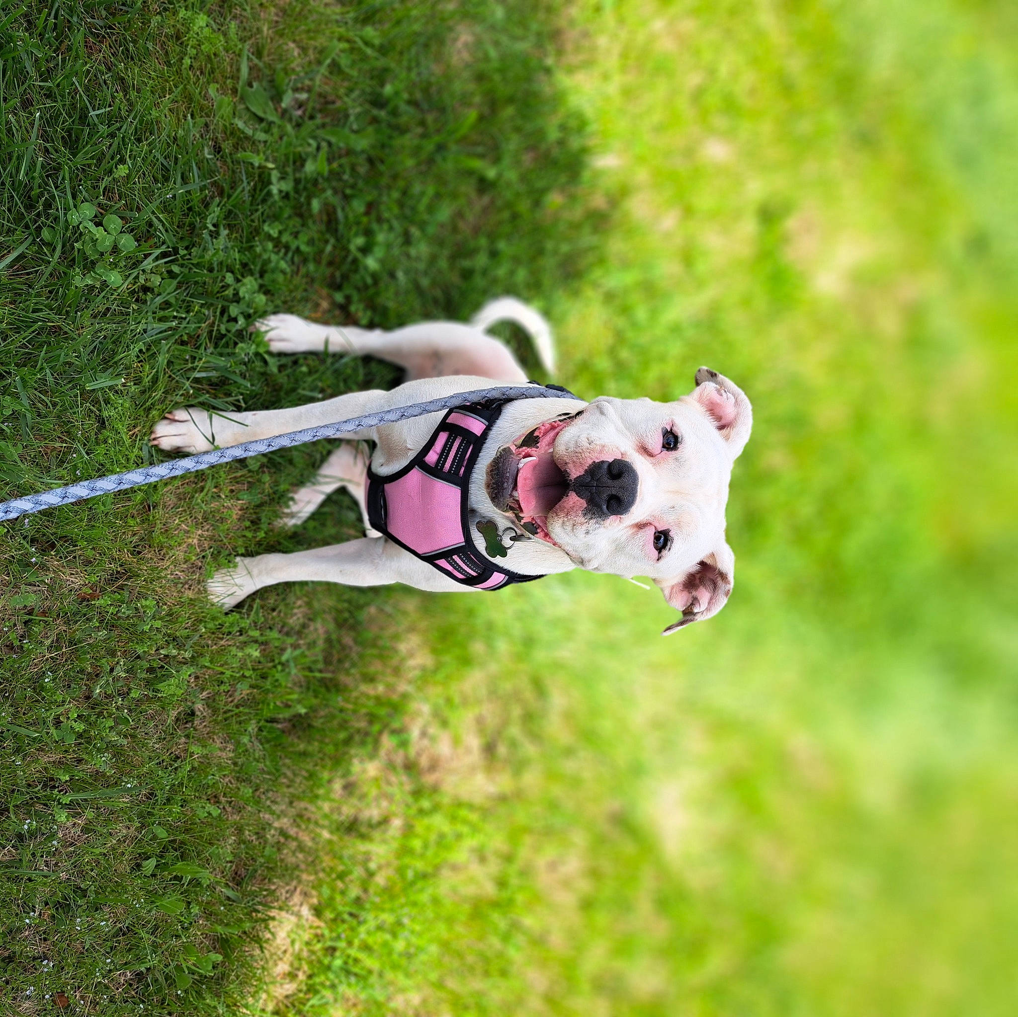 Daisy is registered to the contest to win money with this photo: adventure, canidae, carnivore, collar, companion_dog, dog, dog_breed, dog_clothes, dog_collar, dog_supply, fawn, grass, leash, molosser, pet_supply, snout, sporting_group, toy_dog, working_animal, working_dog