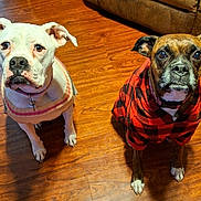 Daisy And Maylynn is registered to the contest to win money with this photo: animal, brown_dog, canine, collar, companions, cute, dog, domestic, ears_up, flooring, furniture, indoor, looking_up, pet, plaid_hoodie, portrait, sweater, two_dogs, white_dog, wood_floor